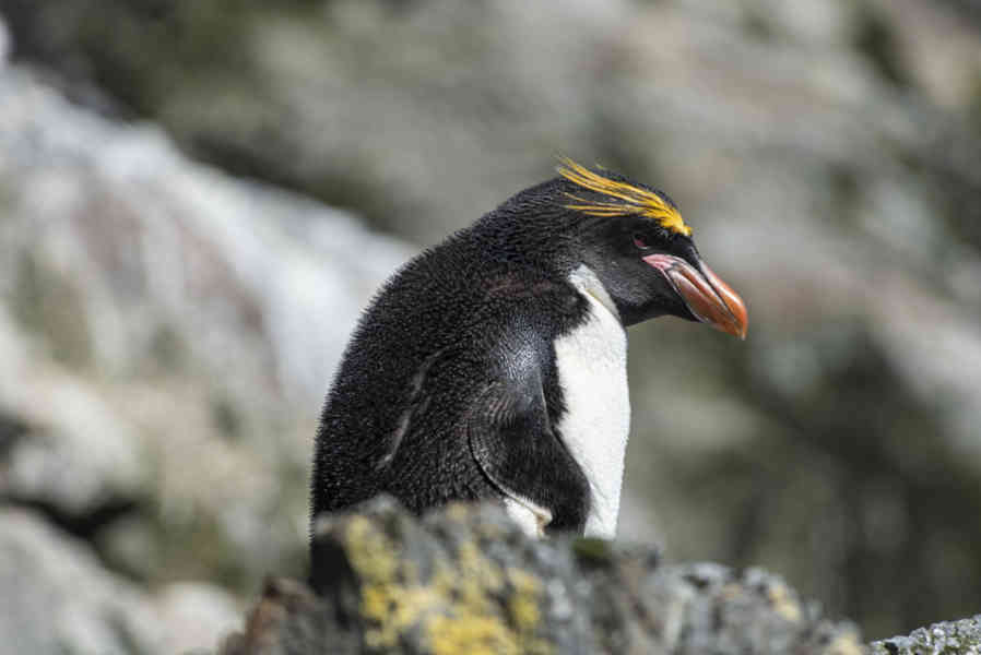Pingüino Macaroni - islas Georgias del Sur 01.jpg